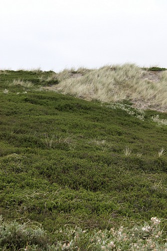 Sylt (North Sea)
dune path, crowberry (Empetrum nigrum)<br />
Naturschutz, Tourismus, Flora - Dünen-/Strandvegetation, Insel, Küstenschutz, Geographie - Gemäßigt
Susanna Knotz